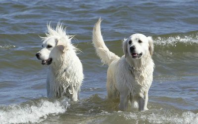 ¡A la playa de vacaciones con tu perro!
