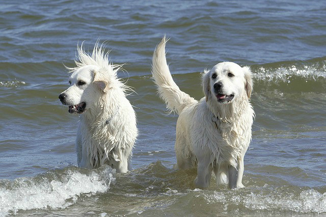 ¡A la playa de vacaciones con tu perro!
